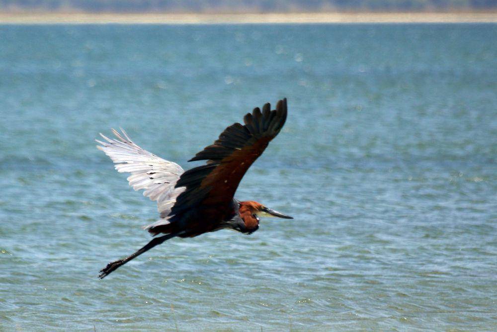 Goliath heron (commons.m.wikimedia.org/Charles J. Sharp)