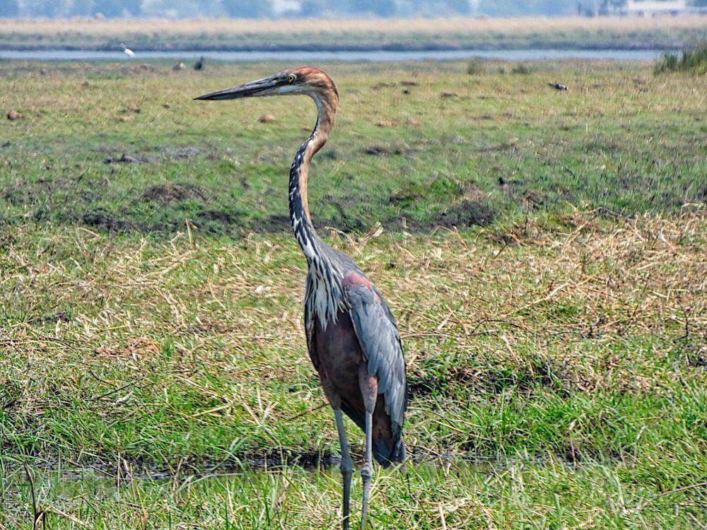 Goliath heron (commons.m.wikimedia.org/Kurt Buzard)