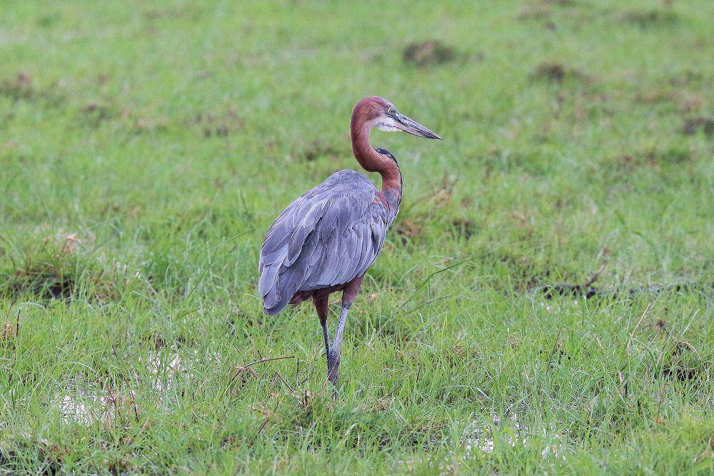 Goliath heron (commons.m.wikimedia.org/Bernard Gagnon)