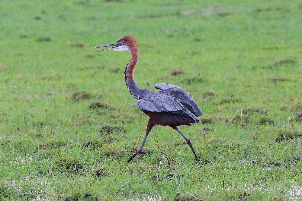Goliath heron (commons.m.wikimedia.org/Bernard Gagnon)
