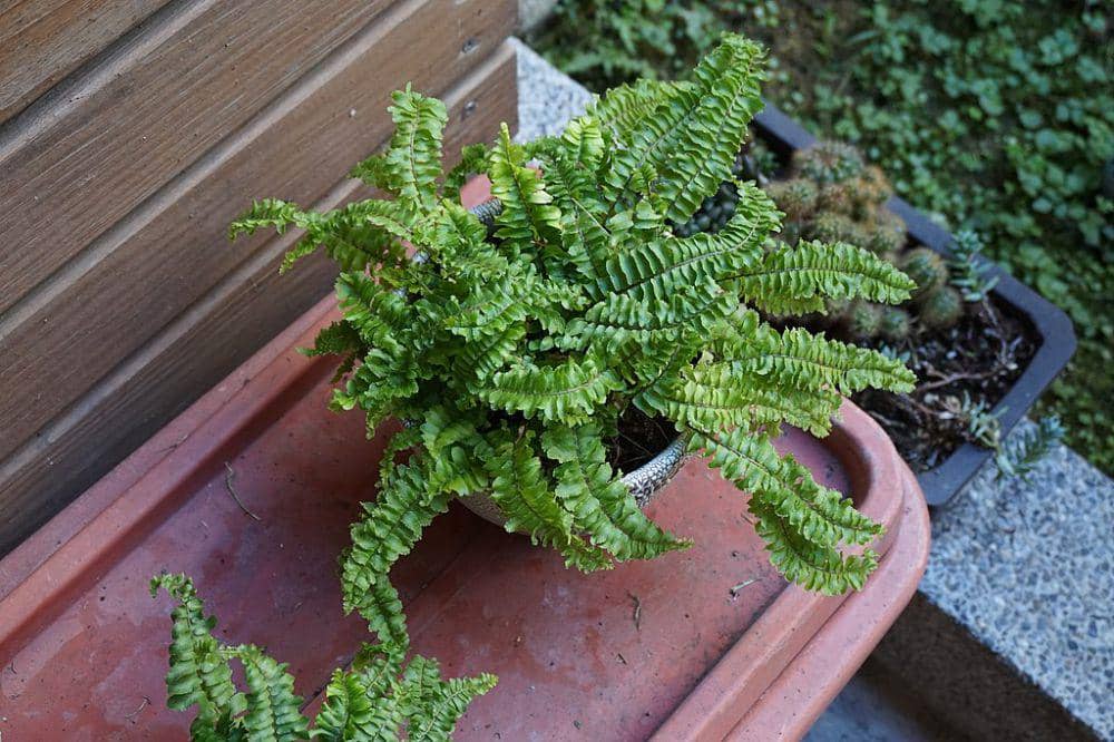 ilustrasi tanaman Boston Fern (commons.wikimedia.org/Tbatb)