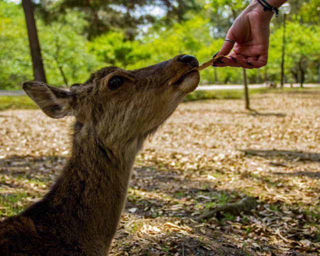 Nara Park (unsplash.com/Alessio Ferretti)