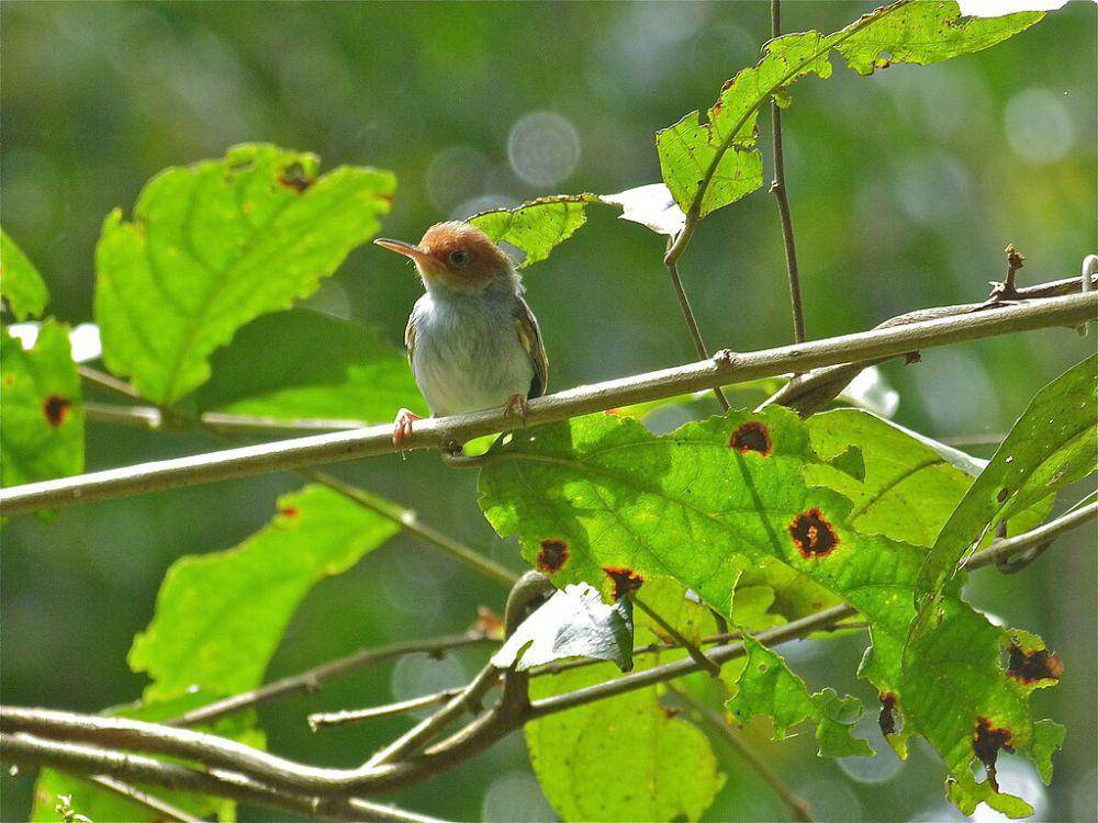 Burung prenjak kepala merah betina (wikimedia.org/Bernard DUPONT)