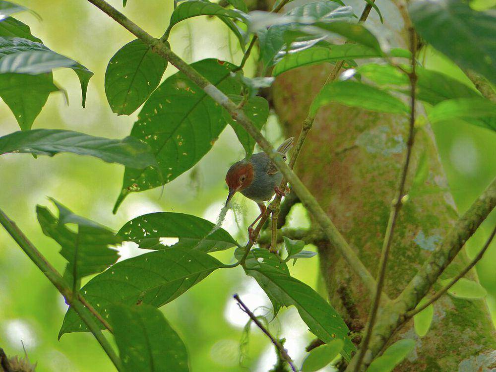 Burung prenjak kepala merah jantan sedang memeulai untuk menyusun sarang (wikimedia.org/Bernard DUPONT)