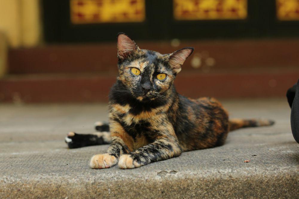 5 Fakta Menarik Torbie, Kucing Jantan Sangat Langka!