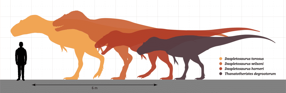 Perbandingan ukuran Daspletosaurus dengan manusia (commons.wikimedia.org/SlvrHwk)