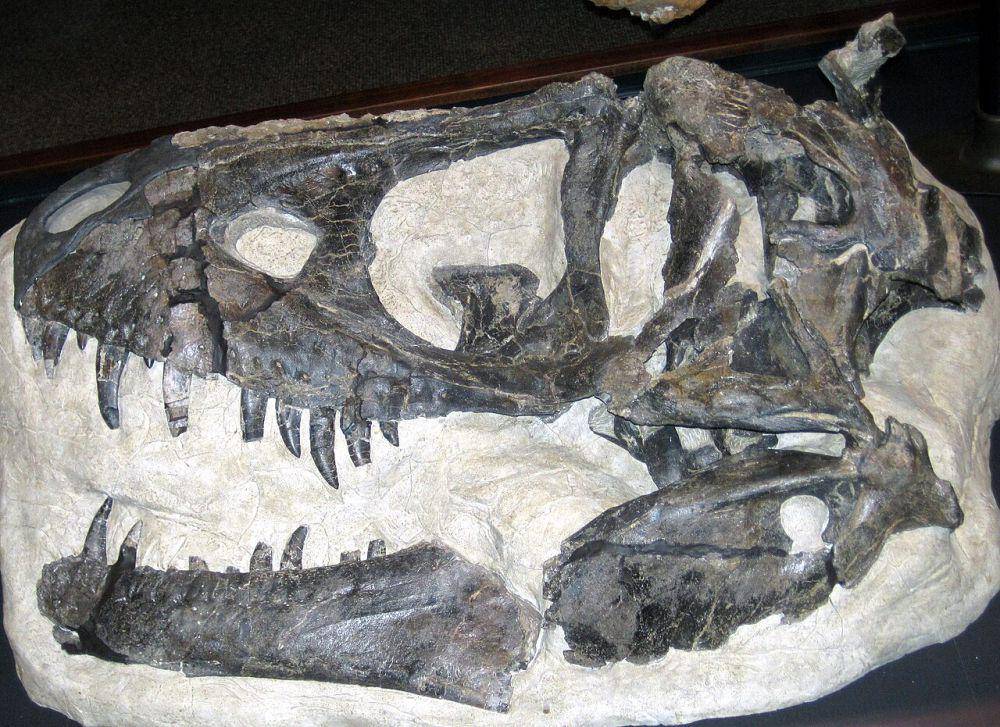 Fosil tengkorak Daspletosaurus (commons.wikimedia.org/James St. John)