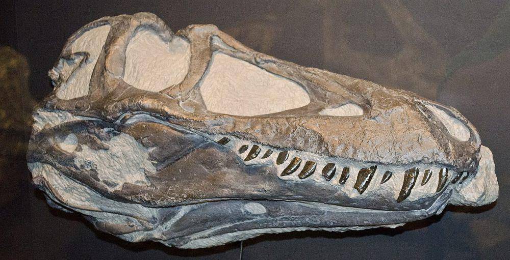 Fosil tengkorak Daspletosaurus (commons.wikimedia.org/Tim Evanson)