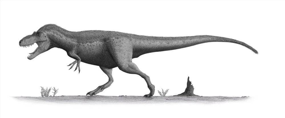 Ilustrasi Daspletosaurus (commons.wikimedia.org/Steveoc 86)