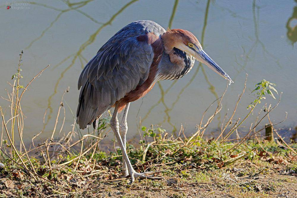 Goliath heron (pixabay.com/Paul Sprengers)