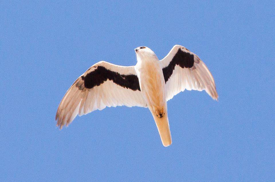 ilustrasi Elanus scriptus (commons.wikimedia.org/Ron Knight)
