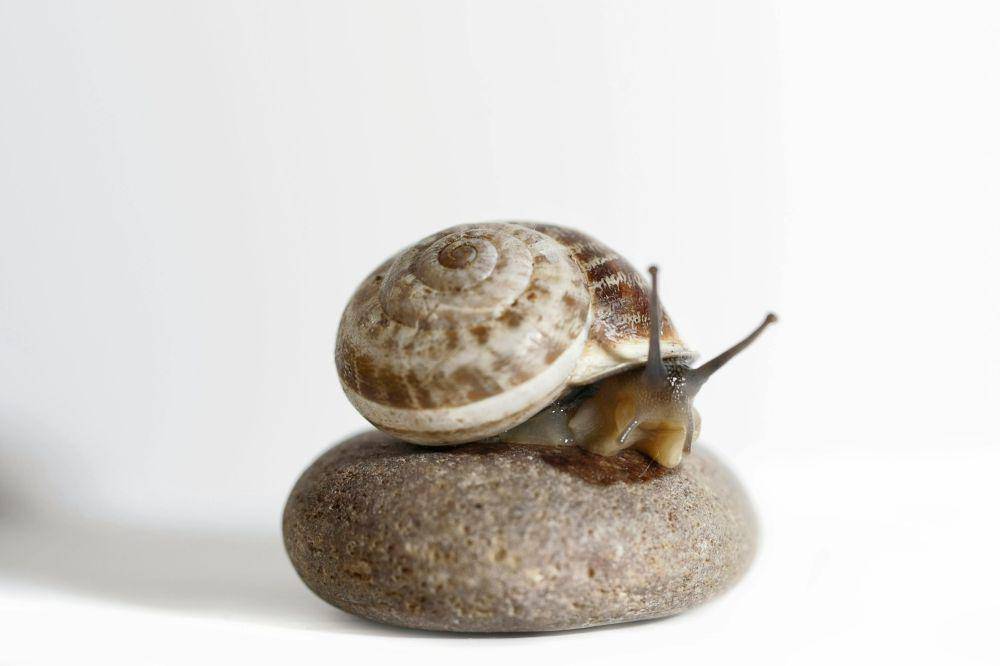 siput di atas sebuah batu (pexels.com/john)
