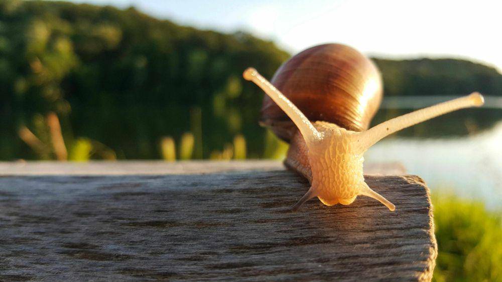siput di atas batang kayu (pexels.com/marinkokrsmanovic)