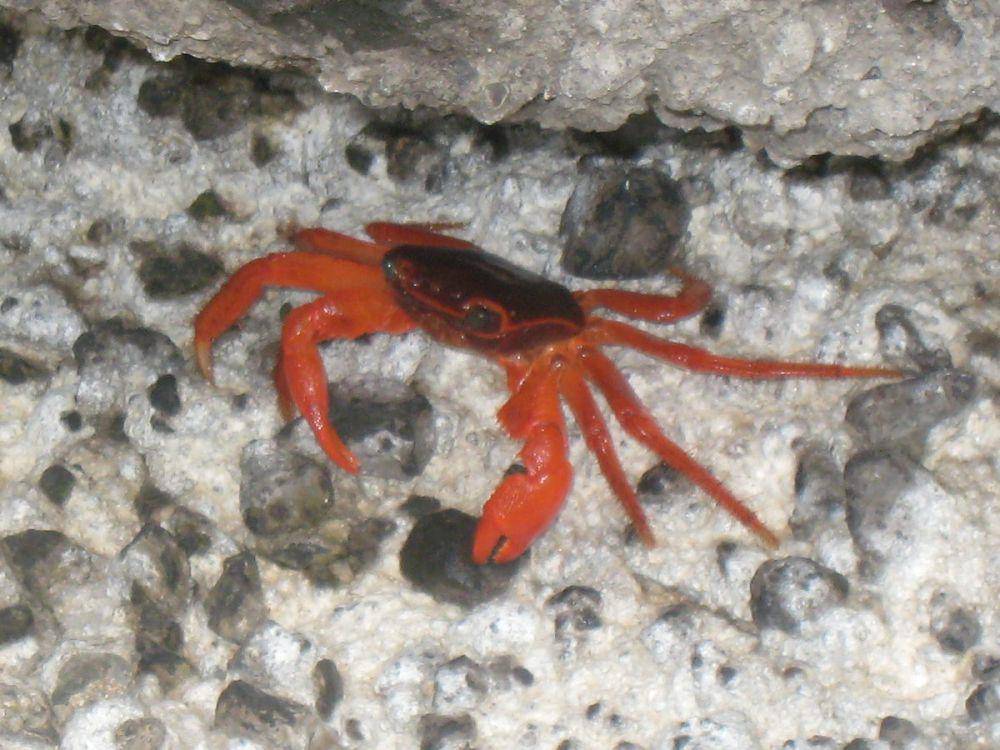 Salah satu spesies Geograpsus stormi (commons.m.wikimedia.org/Matthieu Sontag)