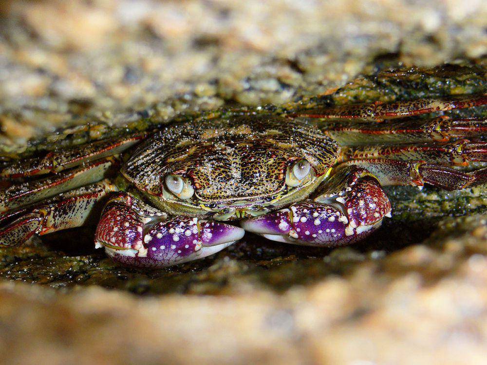 Salah satu spesies Leptograpsus variegatus (commons.m.wikimedia.org/Benjamint444)