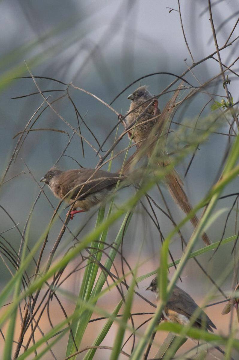 burung tikus punggung merah (commons.wikimedia.org/Zieger M)