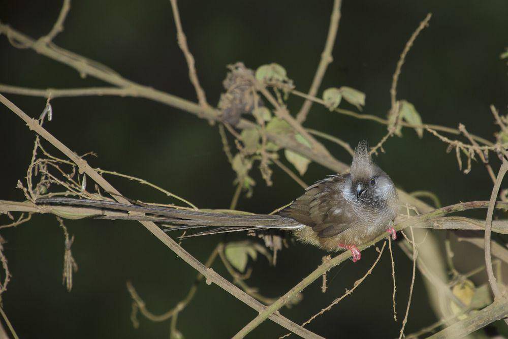 burung tikus berbintik (commons.wikimedia.org/Thomas Fuhrmann)