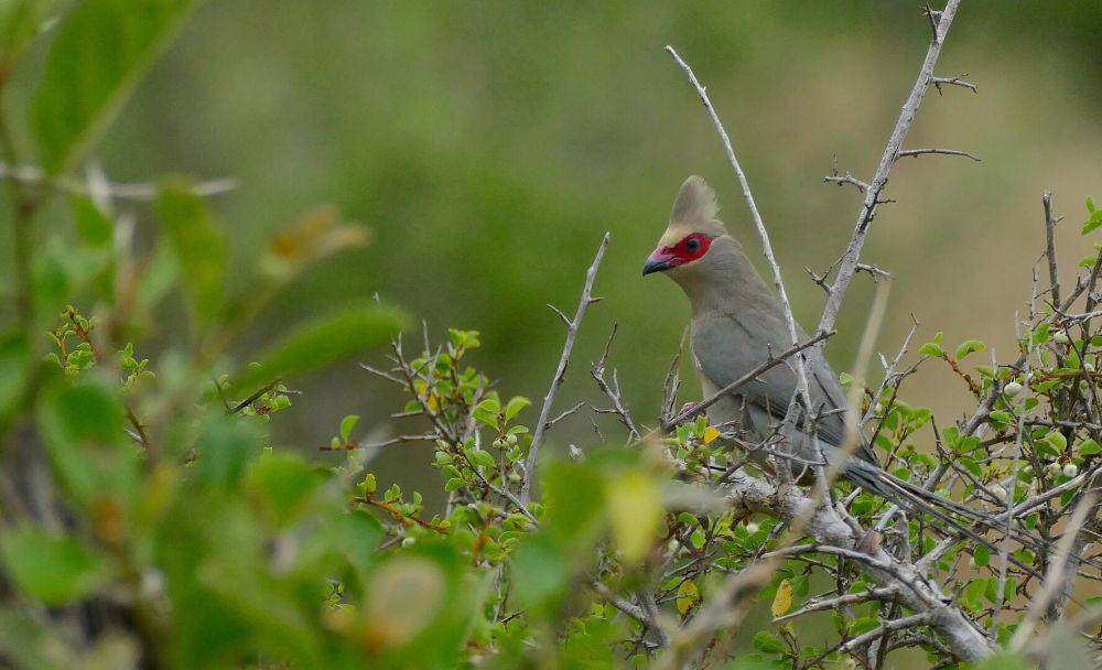 burung tikus berwajah merah (commons.wikimedia.org/Bernard DUPONT)