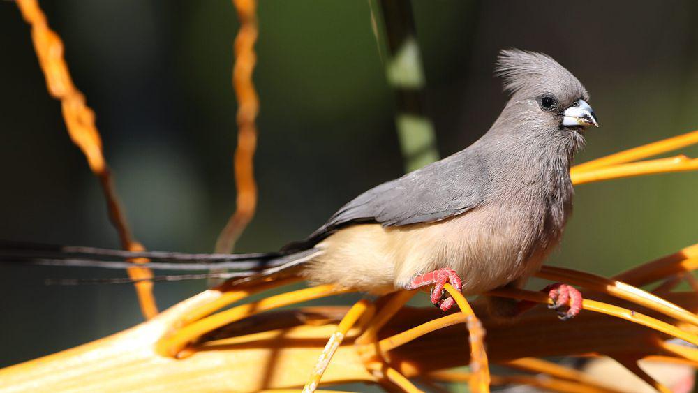 6 Spesies Burung Tikus dari Famili Coliidae, Hidup di Afrika!