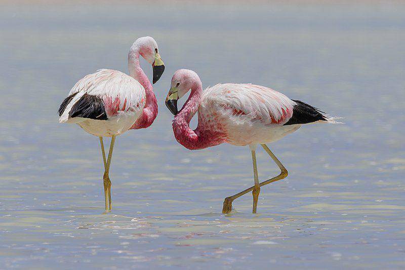 Ilustrasi burung Andean Flamingo (commons.m.wikimedia.org/Thomas Fuhrmann)