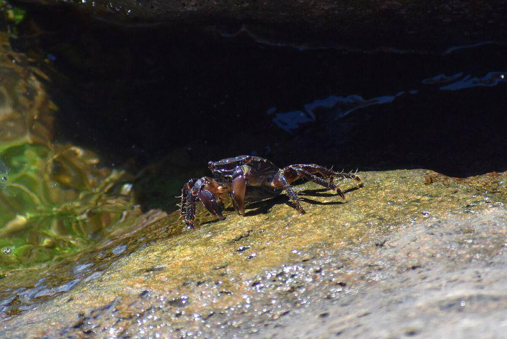 Salah satu spesies Pachygrapsus marmoratus (commons.m.wikimedia.org/Tylwyth Eldar)