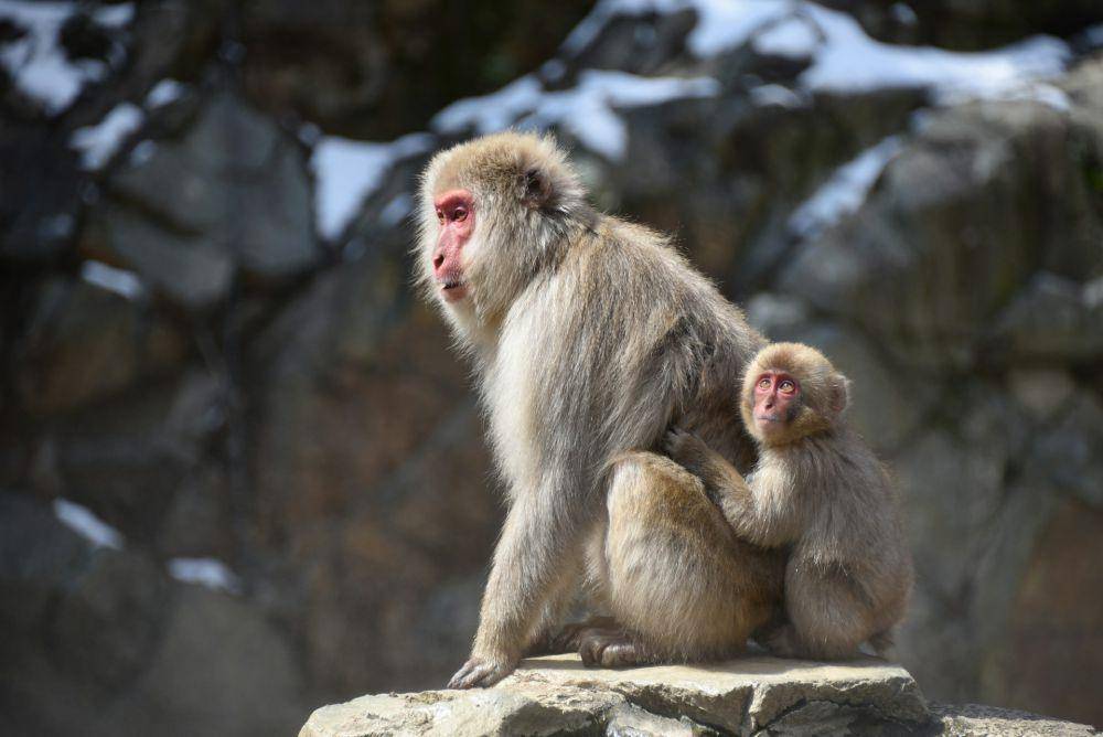 Jigokudani Monkey Park (unsplash.com/Andrea Esme)