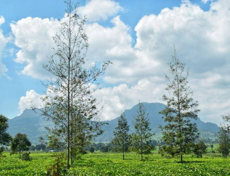 Kebun teh malabar @mayahmad623