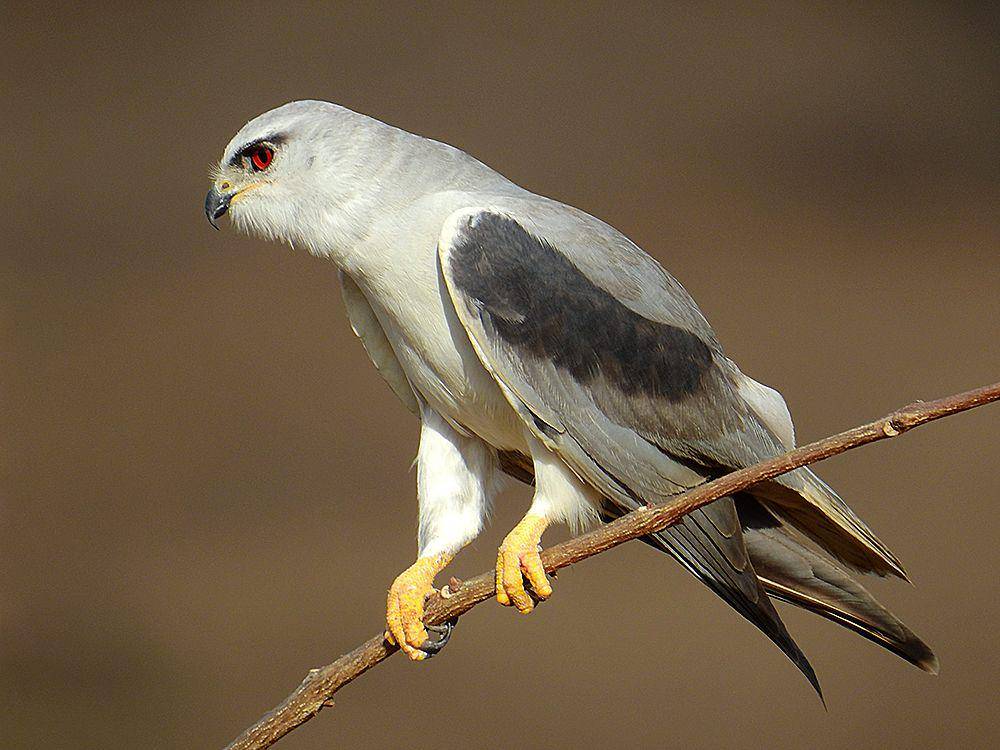 ilustrasi Elanus caeruleus (commons.wikimedia.org/Shantanu Kuveskar)