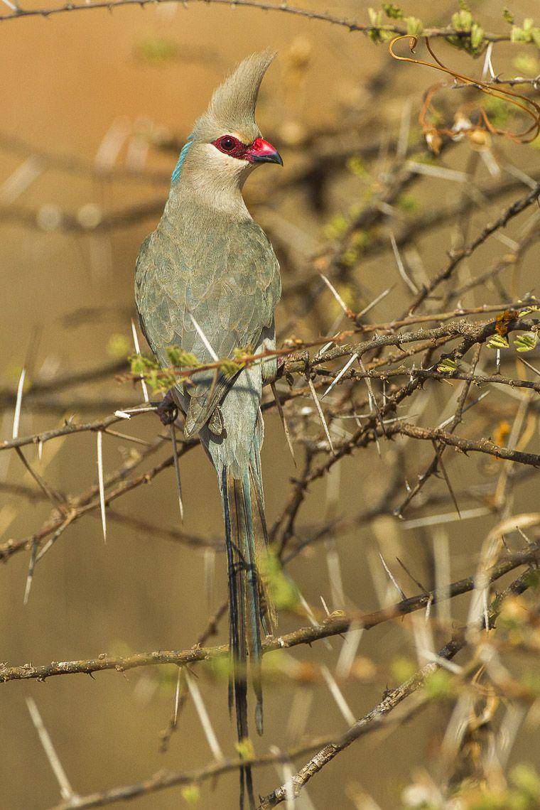 burung tikus tengkuk biru (commons.wikimedia.org/Francesco Veronesi)