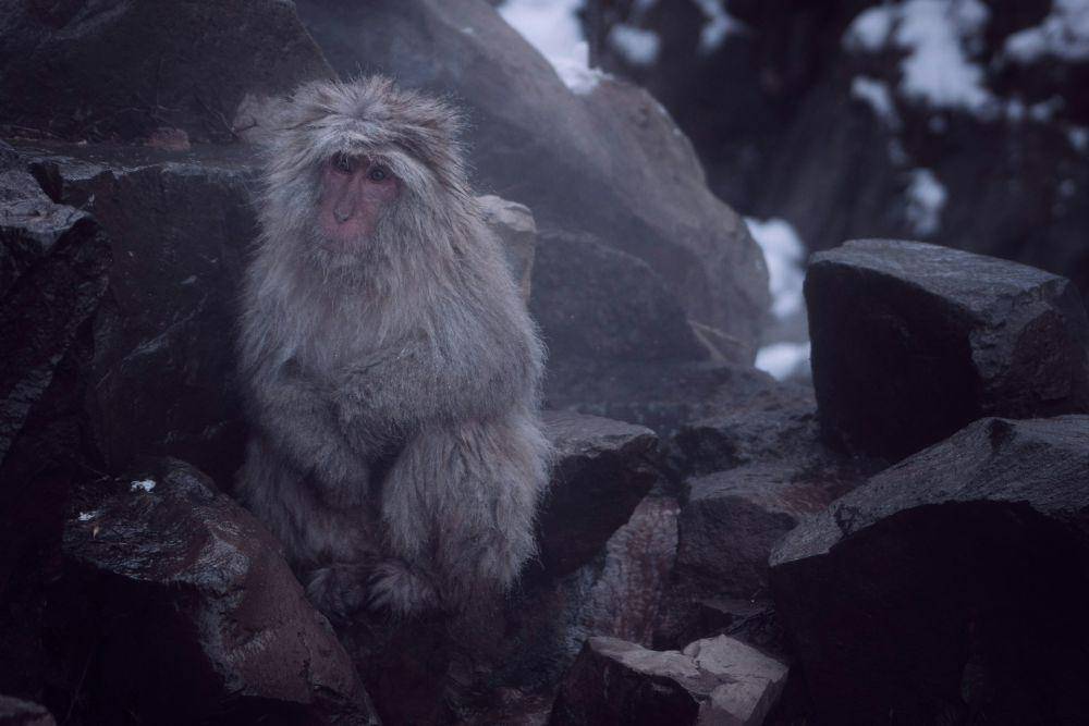 Jigokudani Monkey Park (unsplash.com/Daniel Gregoire)