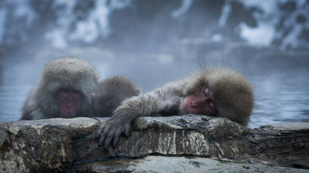 Jigokudani Monkey Park (unsplash.com/Daniel Gregoire)