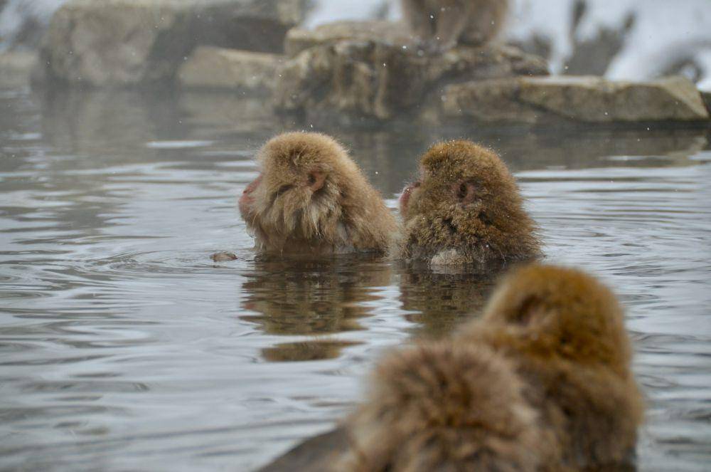 Jigokudani Monkey Park (unsplash.com/David Maunsell)