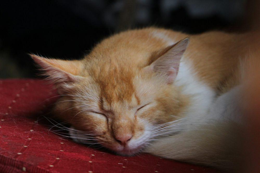 6 Cara Membuat Kucing Tidur Nyenyak di Malam Hari