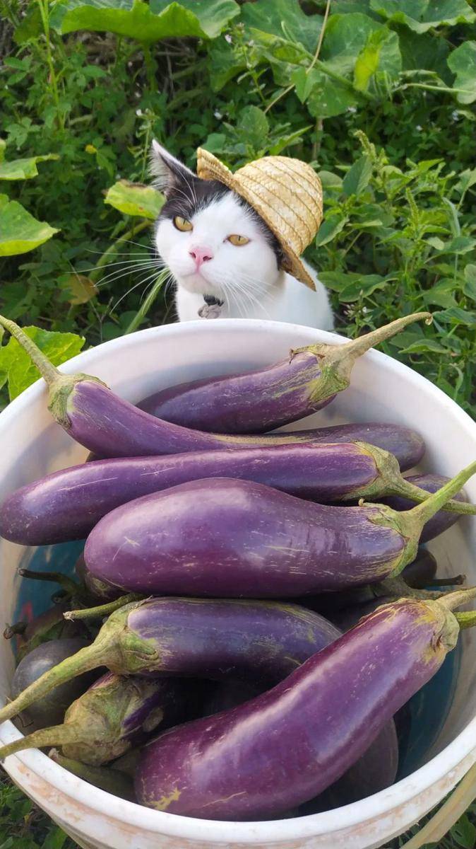 potret lucu kucing dan terong (x.com/CatWorkers)