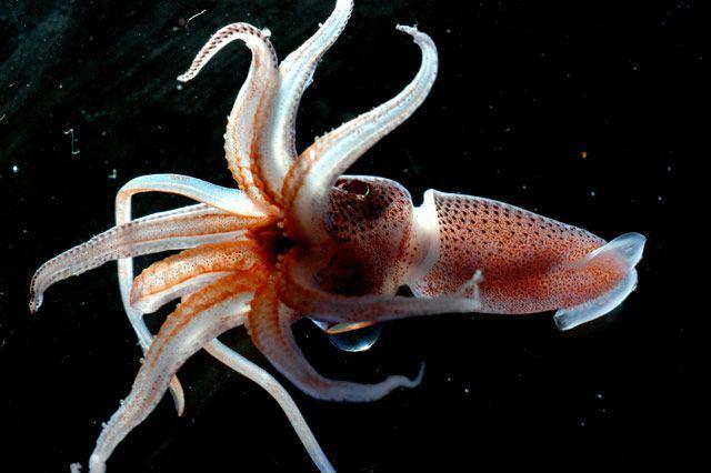 5 Fakta Cumi-Cumi Stroberi, Bisa Menyala dalam Gelap