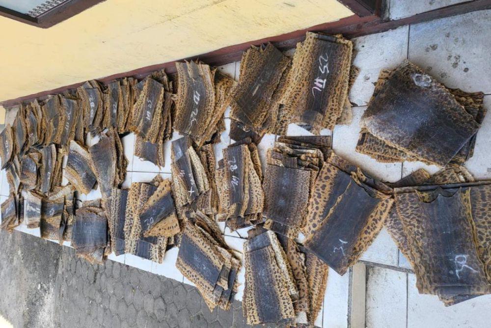 600 Lembar Kulit Ular Piton Asal Riau Disita di Pelabuhan Bakauheni
