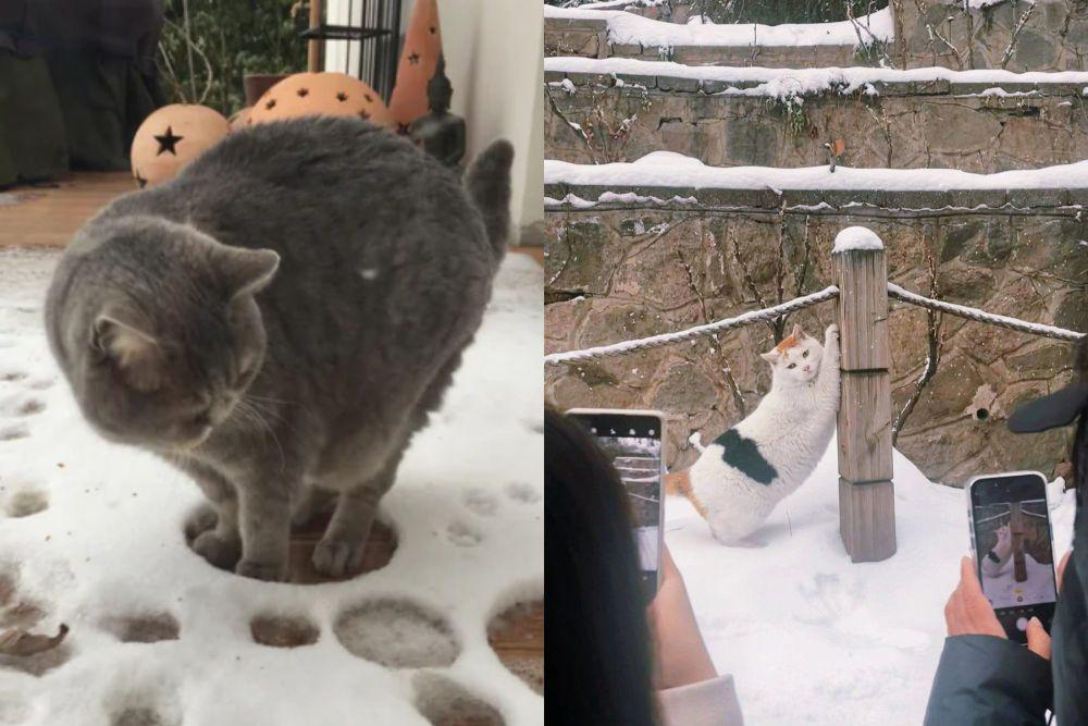 7 Potret Lucu Ekspresi dan Pose Kucing saat Bermain Salju, Heboh!
