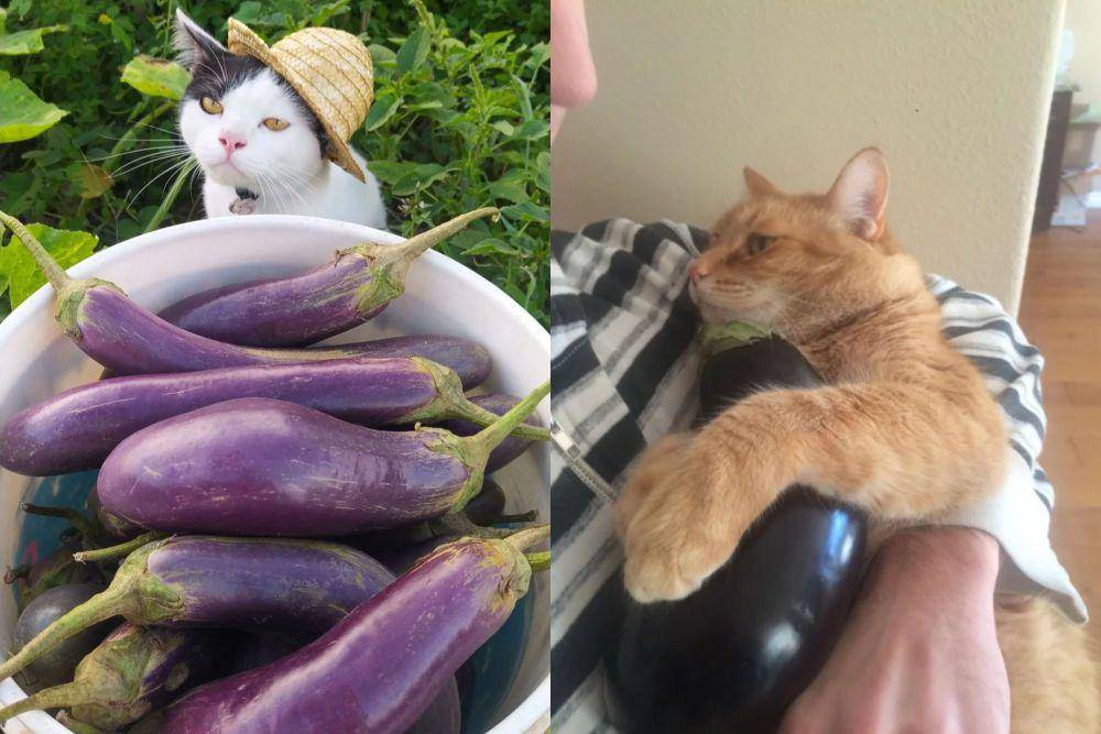 kolase potret lucu kucing dan terong (x.com/CatWorkers I reddit.com/anonymouscucumber)