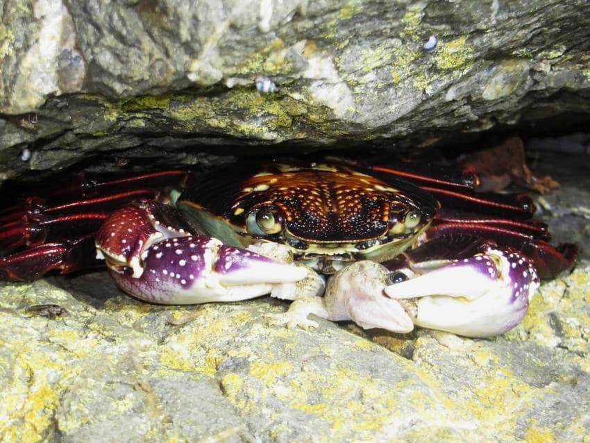 Salah satu spesies Leptograpsus variegatus (commons.m.wikimedia.org/Trent Bell)