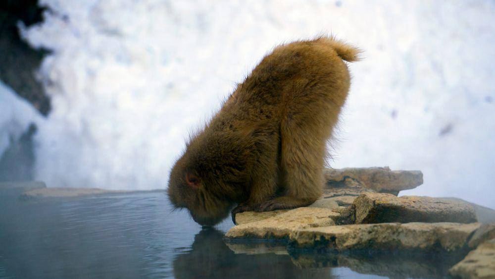 Jigokudani Monkey Park (unsplash.com/Matt Bubernak)