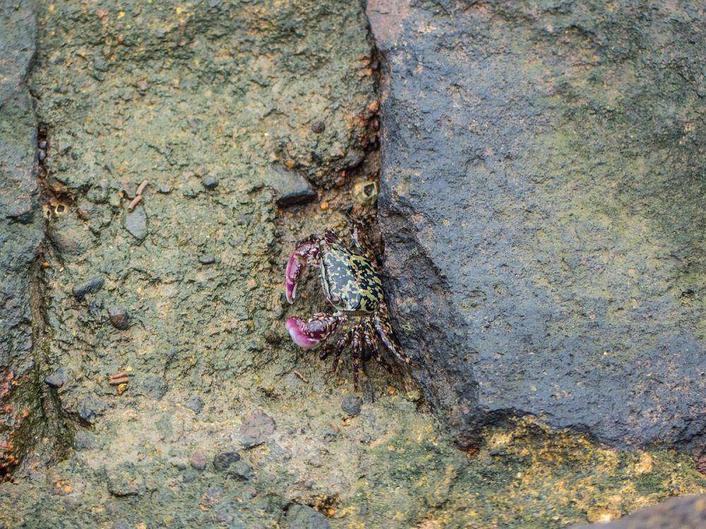 Salah satu spesies Metopograpsus frontalis (commons.m.wikimedia.org/John Robert McPherson)