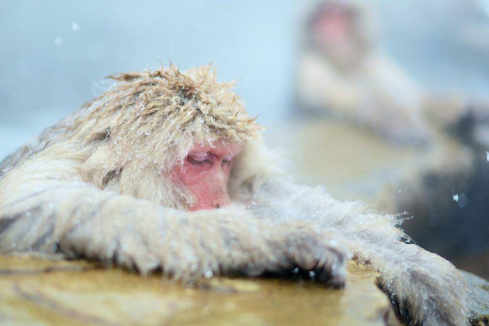Jigokudani Monkey Park (unsplash.com/nomao saeki)