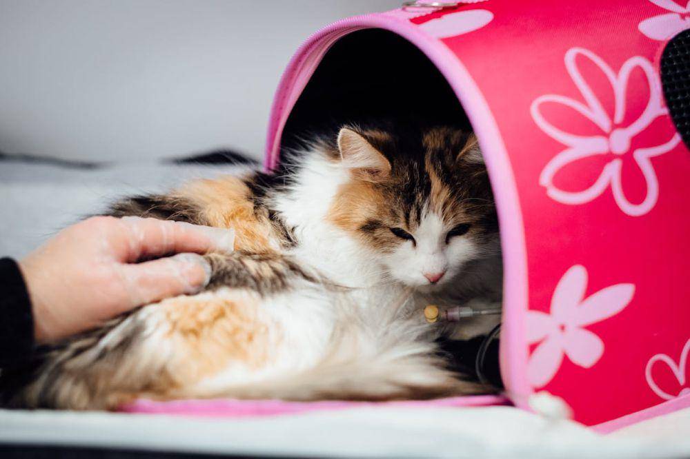 kucing sakit