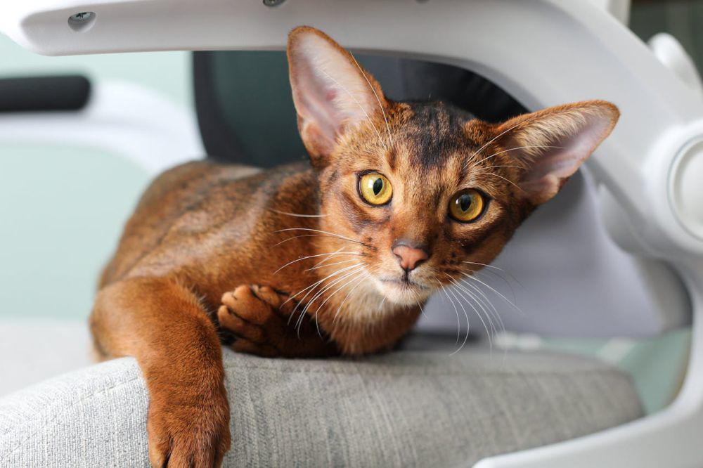 8 Fakta Abyssinian Cat, Salah Satu Ras Kucing Tertua