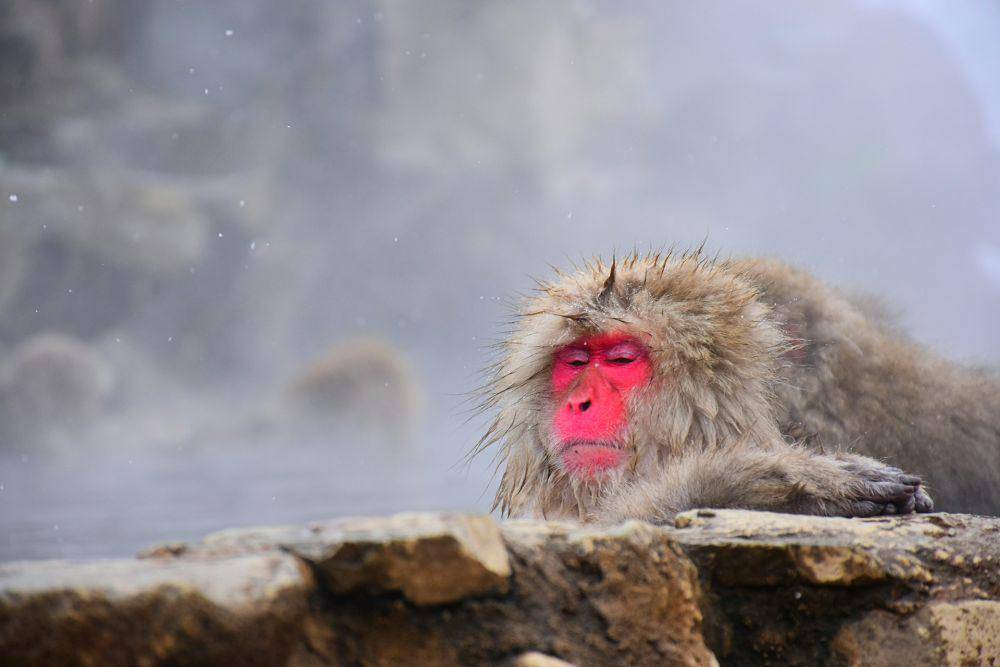 Jigokudani Monkey Park (unsplash.com/Pratik Bisht)