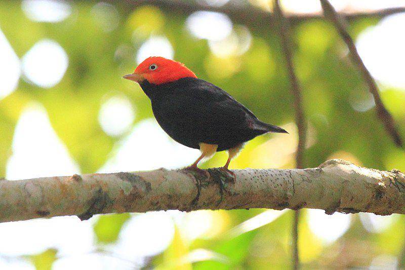 Ilustrasi burung Red Capped Manakin (wikimedia.m.commons.org/Dominic Sherony)