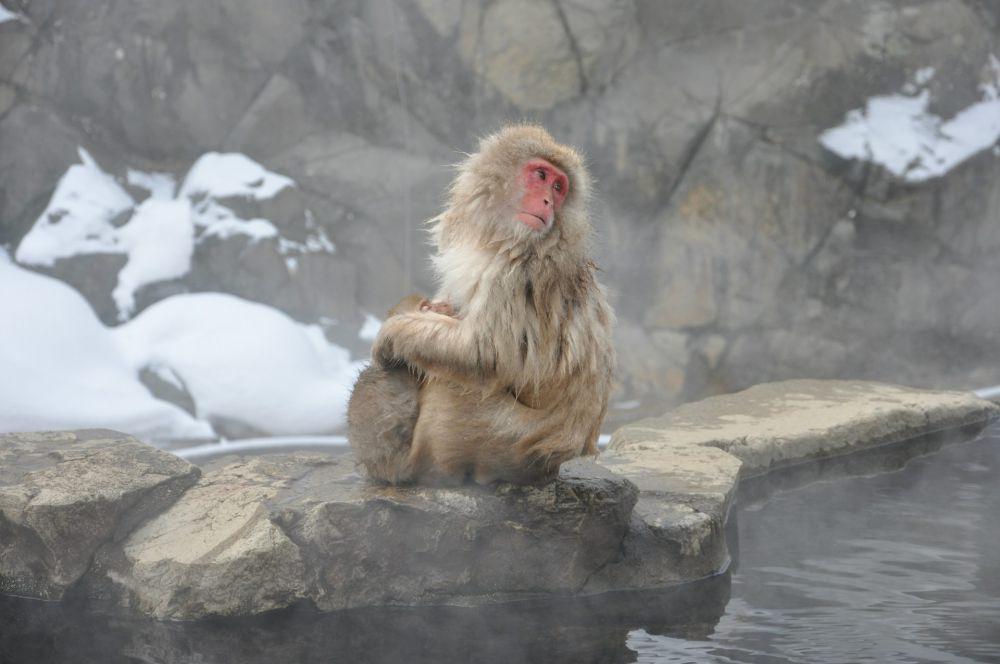 10 Fakta Jigokudani Monkey Park, Pemandian Air Panas Unik di Jepang