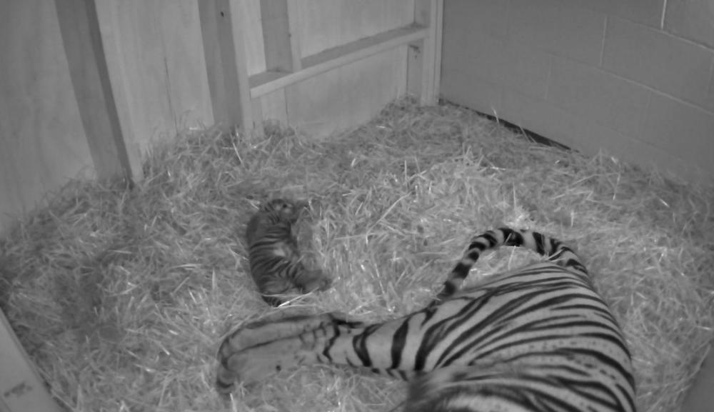 Bayi Harimau Sumatera Lahir di Kebun Binatang Amerika