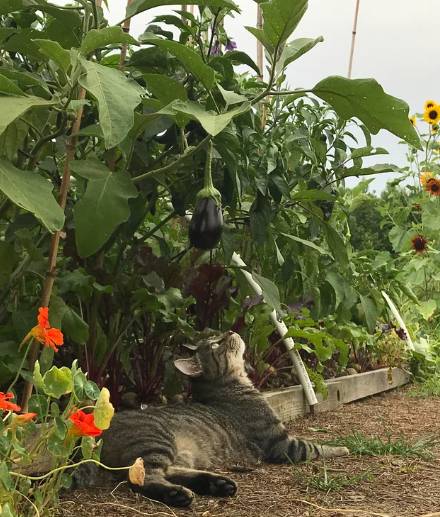 potret lucu kucing dan terong (reddit.com/kiddoben)
