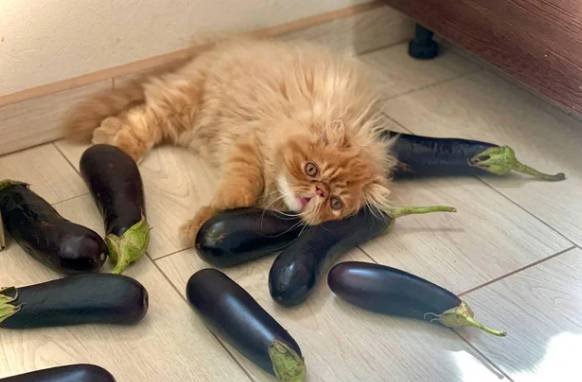 potret lucu kucing dan terong (reddit.com/Satanic_Jellyfish)